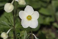  (C) 2013 by G. Doczkal, 
Anemone, 
48.883602°N/8.319743°E, Malsch, Baden-Wuerttemberg, Germany