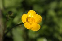  (C) 2013 by G. Doczkal, 
Butterblume (Hahnenfuss), 
48.883602°N/8.319743°E, Malsch, Baden-Wuerttemberg, Germany