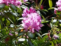  (C) 2013 by G. Doczkal, 
Rhododendron, 
48.713792°N/8.249090°E, Malschbach, Baden-Wuerttemberg, Germany