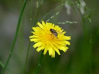  (C) 2013 by G. Doczkal, 
Bluete mit Fliege, 
48.844272°N/8.335112°E, Waldprechtsweier, Baden-Wuerttemberg, Germany