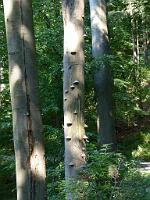  (C) 2013 by G. Doczkal, 
Baumpilze, 
48.840026°N/8.344050°E, Waldprechtsweier, Baden-Wuerttemberg, Germany