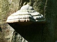  (C) 2013 by G. Doczkal, 
Baumpilz, 
48.840102°N/8.343374°E, Winkel, Baden-Wuerttemberg, Germany