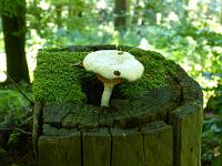  (C) 2013 by G. Doczkal, 
Pilz, 
48.830147Â°N/8.376177Â°E, Moosbronn, Baden-Wuerttemberg, Germany
