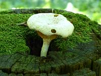  (C) 2013 by G. Doczkal, 
Pilz, 
48.830147Â°N/8.376177Â°E, Moosbronn, Baden-Wuerttemberg, Germany