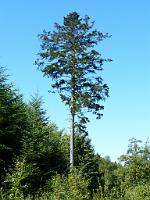  (C) 2013 by G. Doczkal, 
Kiefer, 
48.839939°N/8.378783°E, Moosbronn, Baden-Wuerttemberg, Germany