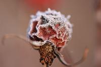  (C) 2013 by G. Doczkal, 
Hagebutte mit Raureif, 
48.883602°N/8.319743°E, Malsch, Baden-Wuerttemberg, Germany