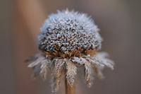  (C) 2013 by G. Doczkal, 
Winterschmuck, 
48.883602°N/8.319743°E, Malsch, Baden-Wuerttemberg, Germany