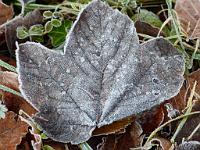  (C) 2013 by G. Doczkal, 
Blatt mit Reif, 
48.852694°N/8.324223°E, Waldprechtsweier, Baden-Wuerttemberg, Germany