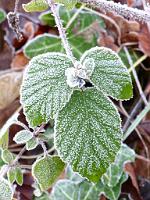  (C) 2013 by G. Doczkal, 
Blatt mit Reif, 
48.852701°N/8.324213°E, Waldprechtsweier, Baden-Wuerttemberg, Germany