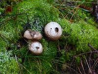  (C) 2013 by G. Doczkal, 
Boviste und Moos, 
48.844918°N/8.333857°E, Waldprechtsweier, Baden-Wuerttemberg, Germany