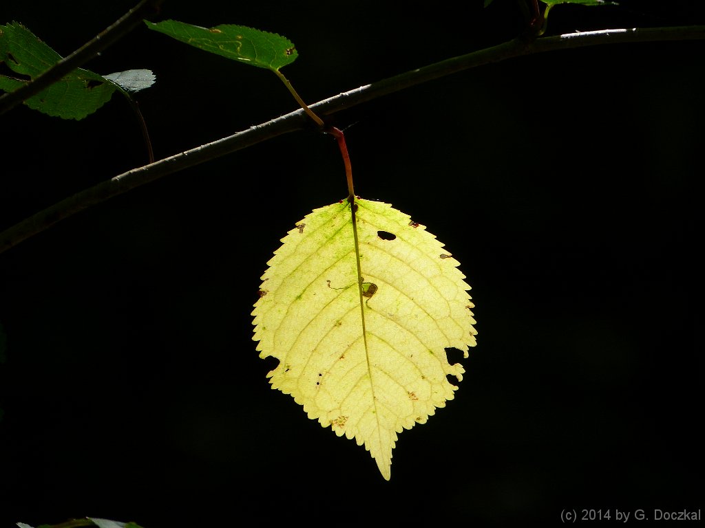 20140719-121755-2