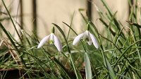  Schneeglöckchen, 48.883550°N/8.319735°E, Malsch, Baden-Württemberg, Germany