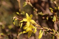  Forsythie, 48.883550°N/8.319735°E, Malsch, Baden-Württemberg, Germany