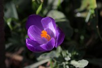  Krokus, 48.883550°N/8.319735°E, Malsch, Baden-Württemberg, Germany