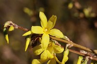  Forsythie, 48.883550°N/8.319735°E, Malsch, Baden-Württemberg, Germany