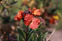  Blüte, 48.883550°N/8.319735°E, Malsch, Baden-Württemberg, Germany