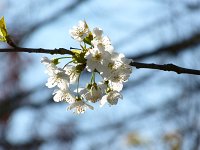  Kirschblüten, 48.852288°N/8.325774°E, Baden-Württemberg, Germany