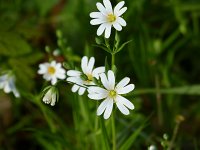  Blüten, 48.852810°N/8.324047°E, Baden-Württemberg, Germany