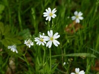  Blüten, 48.852810°N/8.324047°E, Baden-Württemberg, Germany