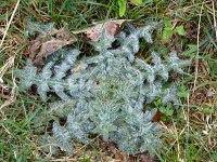  Distel, 48.848253°N/8.328128°E, Baden-Württemberg, Germany