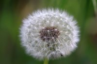  Pusteblume, 48.883550°N/8.319735°E, Malsch, Baden-Württemberg, Germany