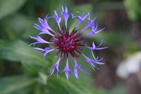  Flockenblume, 48.883550°N/8.319735°E, Malsch, Baden-Württemberg, Germany