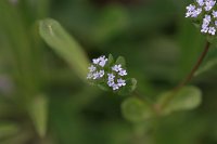 Blüten, 48.883550°N/8.319735°E, Malsch, Baden-Württemberg, Germany