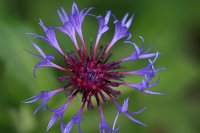  Flockenblume, 48.883550°N/8.319735°E, Malsch, Baden-Württemberg, Germany