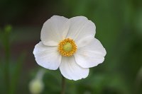 Anemone, 48.883550°N/8.319735°E, Malsch, Baden-Württemberg, Germany