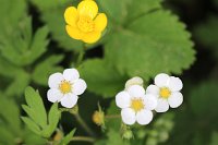  Erdbeerblüten und Hahnenfuß, 48.883550°N/8.319735°E, Malsch, Baden-Württemberg, Germany