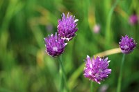  Schnittlauchblüten, 48.883550°N/8.319735°E, Malsch, Baden-Württemberg, Germany