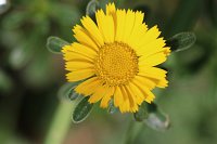  Gelbe Blüte, 48.883550°N/8.319735°E, Malsch, Baden-Württemberg, Germany