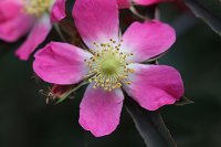  Wilde Rose, 48.883550°N/8.319735°E, Malsch, Baden-Württemberg, Germany