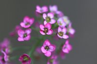  Rosa Blüten, 48.883550°N/8.319735°E, Malsch, Baden-Württemberg, Germany