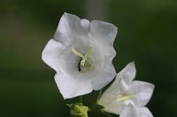  Glockenblume, 48.883550°N/8.319735°E, Malsch, Baden-Württemberg, Germany