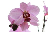  Phaleanopsis, 48.883550°N/8.319735°E, Malsch, Baden-Württemberg, Germany