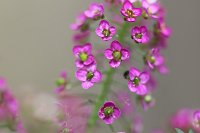  Blüten, 48.883550°N/8.319735°E, Malsch, Baden-Württemberg, Germany