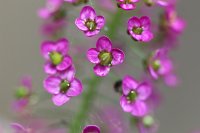  Blüten, 48.883550°N/8.319735°E, Malsch, Baden-Württemberg, Germany