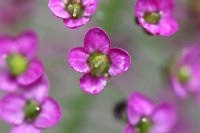  Blüten, 48.883550°N/8.319735°E, Malsch, Baden-Württemberg, Germany