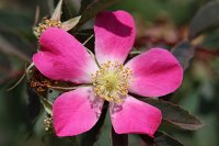  Wilde Rose, 48.883550°N/8.319735°E, Malsch, Baden-Württemberg, Germany