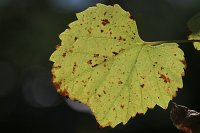20141019-121607-22