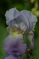  (C) 2002 by G. Doczkal, 
Blaue Iris (Schwertlilie), 
48.88362°N/8.31949°E, Wasserloch bei Malsch, Baden-Württemberg, Germany