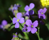  (C) 2002 by G. Doczkal, 
Blume, 
mit PhotoImpact bearbeitet, 
48.8836°N/8.3194°E, Wasserloch bei Malsch, Baden-Württemberg, Germany