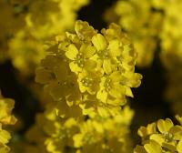  (C) 2002 by G. Doczkal, 
Blumen, 
mit PhotoImpact bearbeitet, 
48.8836°N/8.3194°E, Wasserloch bei Malsch, Baden-Württemberg, Germany