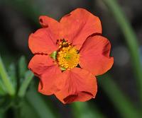  (C) 2002 by G. Doczkal, 
Blume, 
LEAD Technologies Inc. V1.01, 
48.8836°/8.3194°, Wasserloch bei Malsch, Baden-Württemberg, Germany