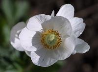  (C) 2002 by G. Doczkal, 
Anemone, 
mit PhotoImpact bearbeitet, 
48.883°N/8.319°E, Wasserloch bei Malsch, Baden-Württemberg, Germany
