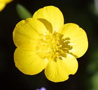  (C) 2002 by G. Doczkal, 
Butterblume (Hahnenfuss), 
mit PhotoImpact bearbeitet, 
48.8836°N/8.3194°E, Wasserloch bei Malsch, Baden-Württemberg, Germany
