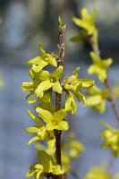  (C) 2002 by G. Doczkal, 
Forsythienzweig, 
48.88362°N/8.31949°E, Wasserloch bei Malsch, Baden-Württemberg, Germany