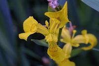 (C) 2002 by G. Doczkal, 
Gelbe Iris (Wasserlilie), 
mit PhotoImpact bearbeitet, 
48.8836°N/8.3194°E, Wasserloch bei Malsch, Baden-Württemberg, Germany