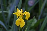  (C) 2002 by G. Doczkal, 
Gelbe Iris (Wasserlilie), 
mit PhotoImpact bearbeitet, 
48.8836°N/8.3194°E, Wasserloch bei Malsch, Baden-Württemberg, Germany